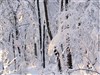 Quelque part au coeur de la forêt : La Belle et la Bête - Théâtre de l'Ouest Parisien