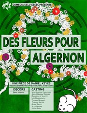 Des Fleurs Pour Algernon La Reine Blanche Affiche