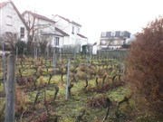 Visite d'une vigne, rencontre avec un vigneron passionné & dégustation Vignes de Suresnes Affiche