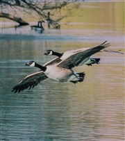 Rallye photos en autonomie : Les animaux ailés de Maisons-Laffitte | par Balade-toi Gare de Maisons-Laffitte Affiche