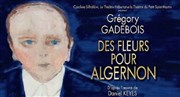 Des fleurs pour Algernon Thtre Armande Bjart Affiche