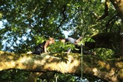 Le Peuple de l'Arbre Au pied du Cdre Affiche