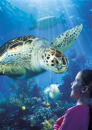 Aquarium Sealife Paris Val d'Europe Aquarium Sealife Affiche